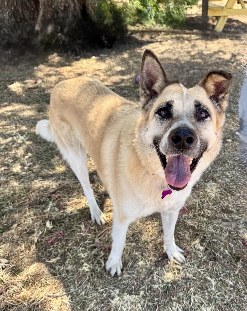 Enlarge Cleopatra, a Adoptable mixed breed in Valley Village, CA image 5/6