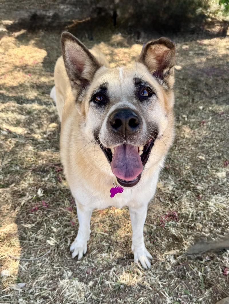 Enlarge Cleopatra, a Adoptable mixed breed in Valley Village, CA image 6/6