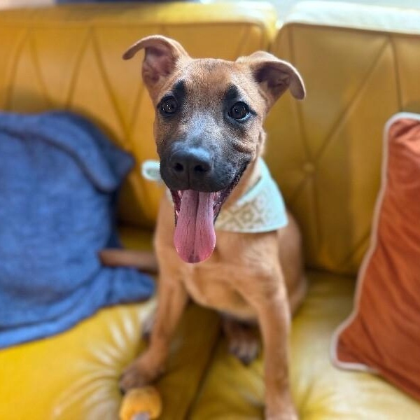 Sugar cuddly baby — thumbnail 2