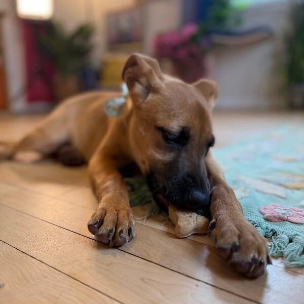 Sugar cuddly baby — thumbnail 3