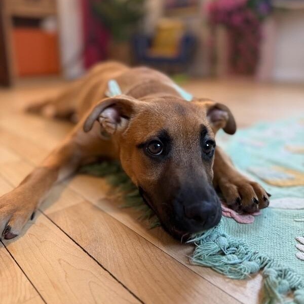 Sugar cuddly baby — thumbnail 4