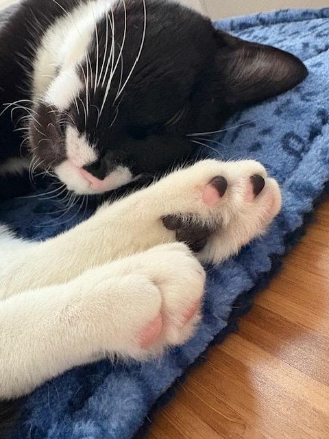 Enlarge Thumper, a Adoptable Domestic Short Hair in Brooklyn, NY image 3/5