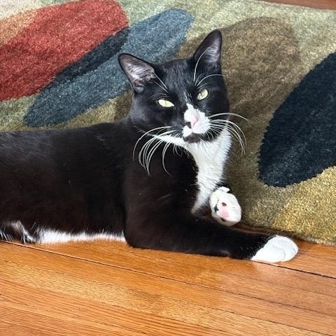 Enlarge Thumper, a Adoptable Domestic Short Hair in Brooklyn, NY image 2/5