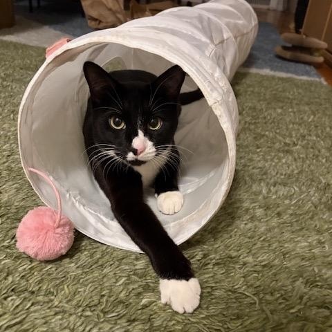 Enlarge Thumper, a Adoptable Domestic Short Hair in Brooklyn, NY image 1/5