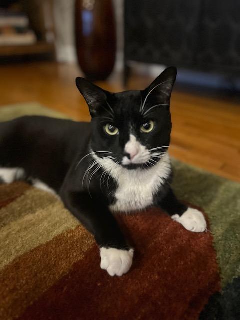 Enlarge Thumper, a Adoptable Domestic Short Hair in Brooklyn, NY image 4/5