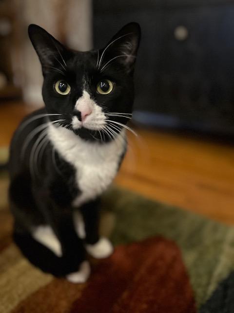 Enlarge Thumper, a Adoptable Domestic Short Hair in Brooklyn, NY image 5/5