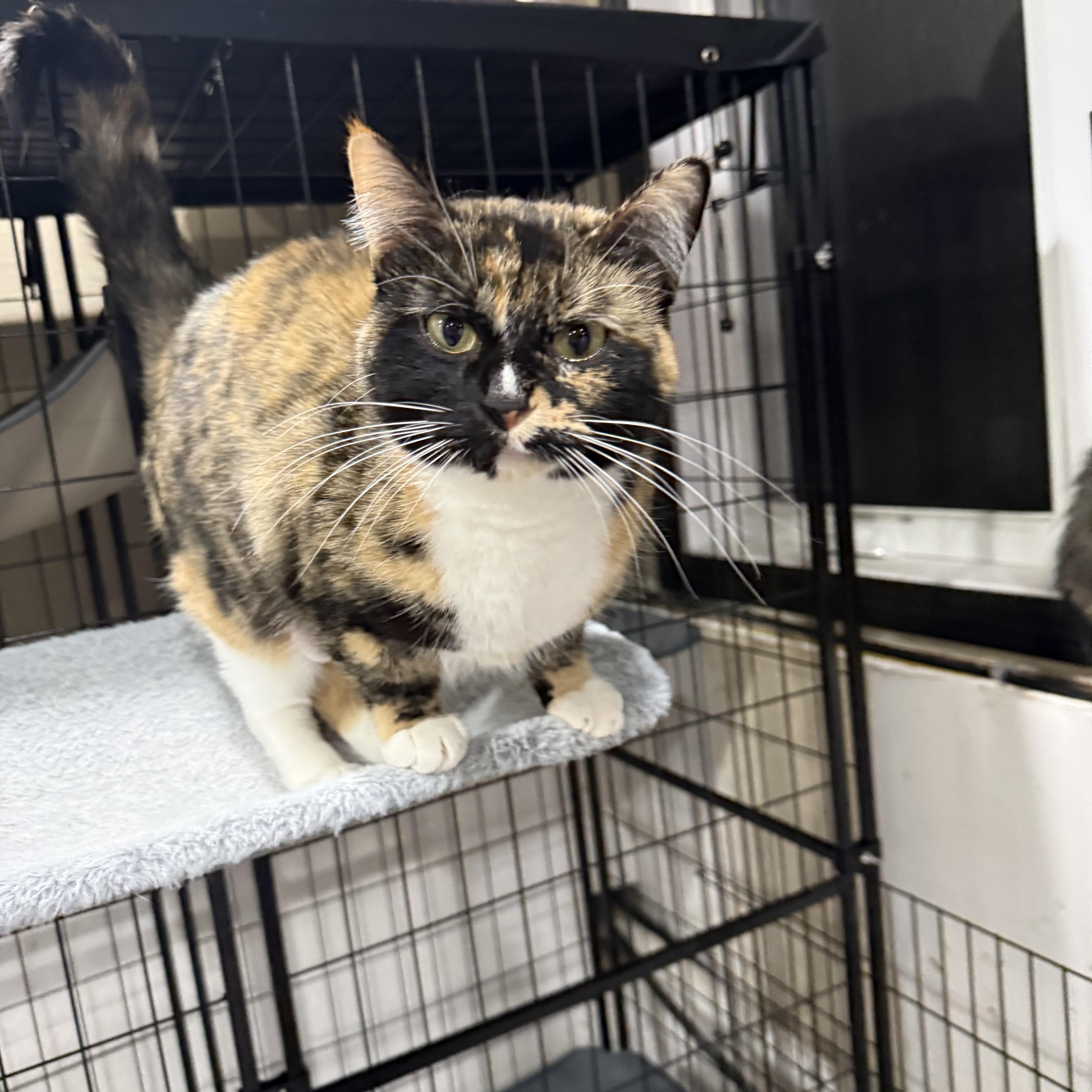 Enlarge Kelsey, an adoptable Calico in Woodville , WI image 5/6