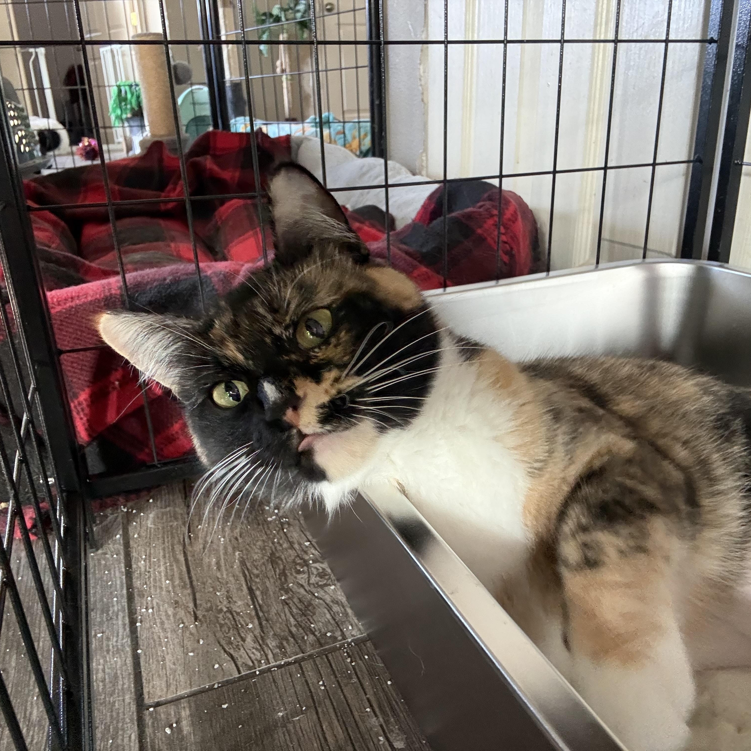 Enlarge Kelsey, an adoptable Calico in Woodville , WI image 3/6