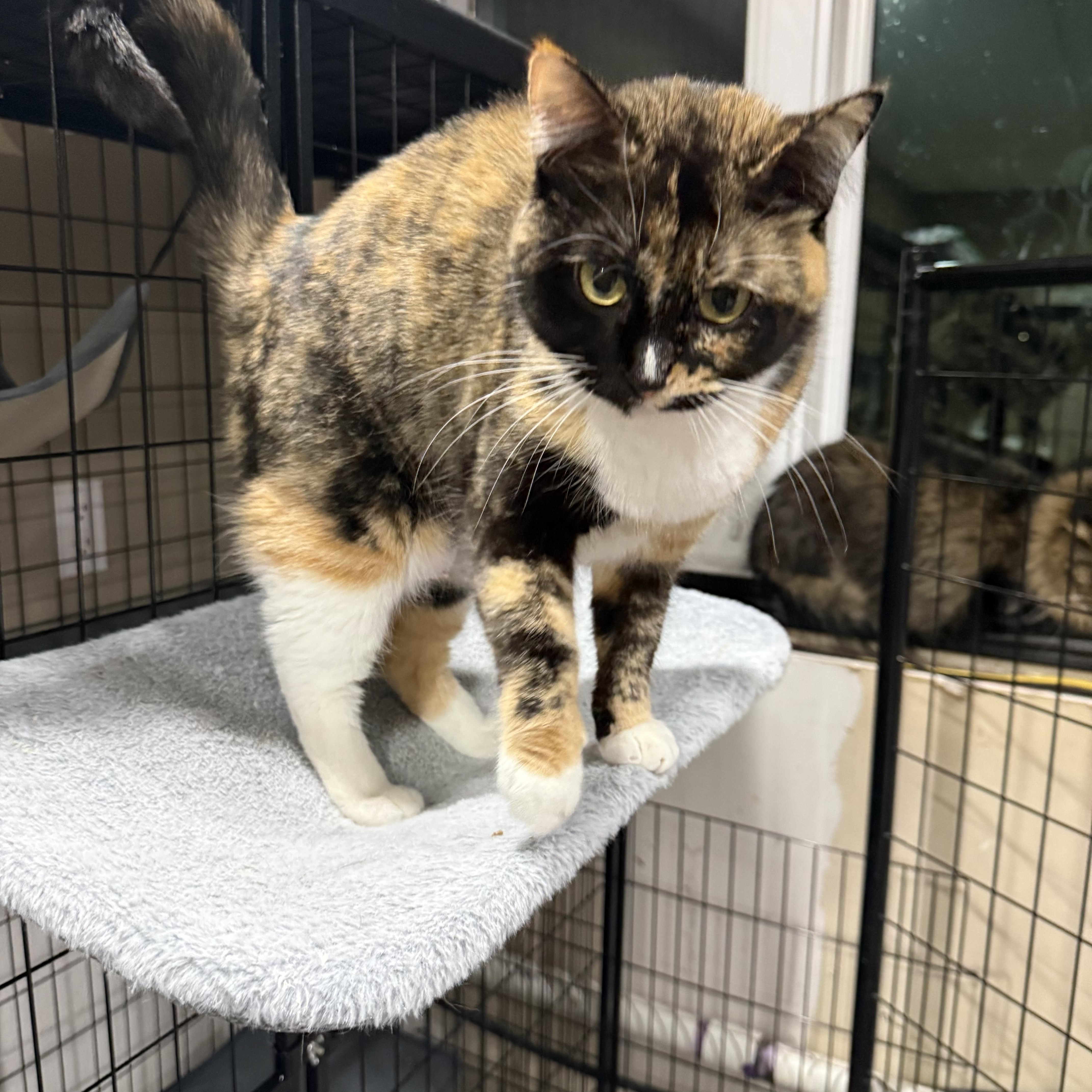 Enlarge Kelsey, an adoptable Calico in Woodville , WI image 2/6