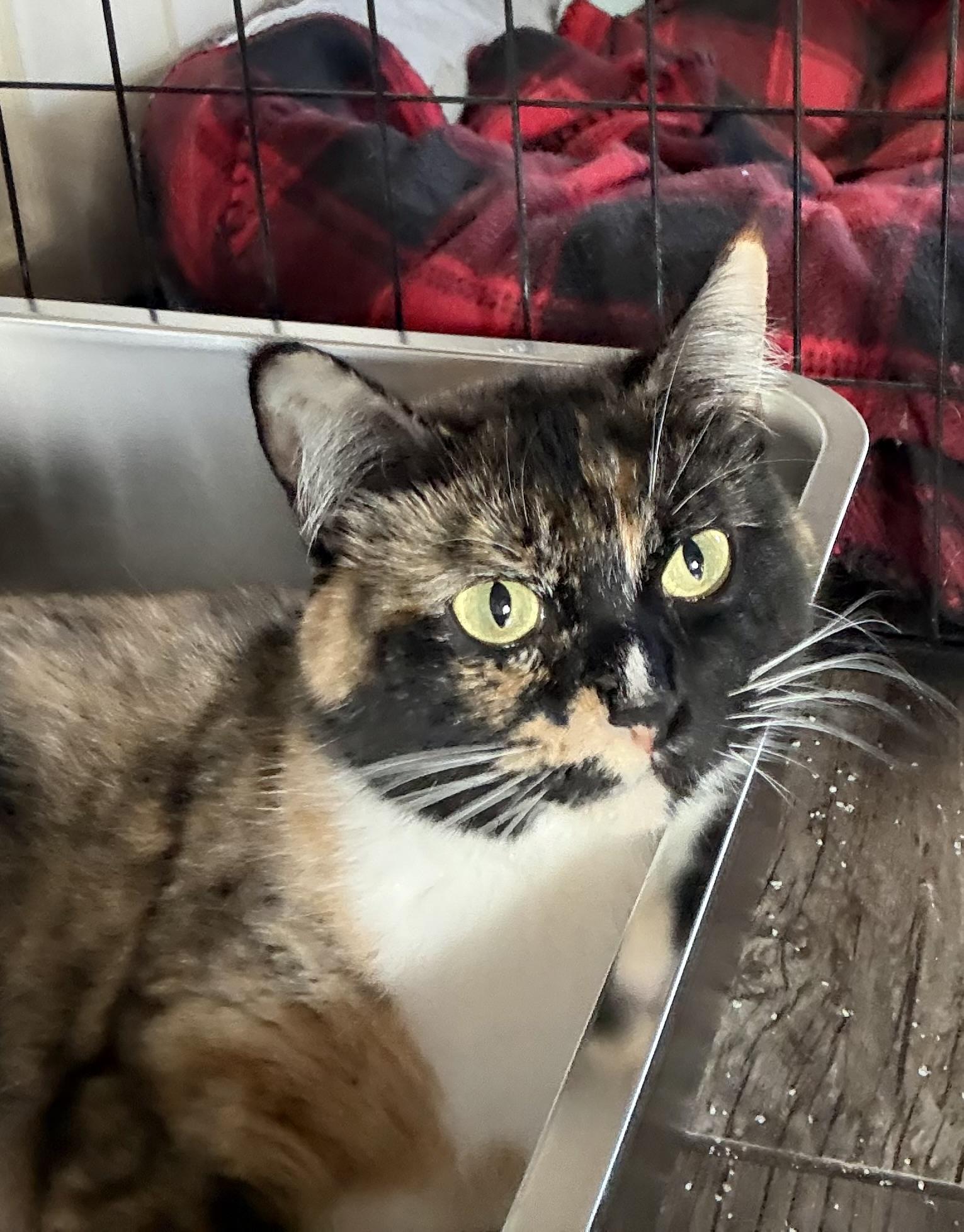Kelsey, adoptable, Young Female Calico.