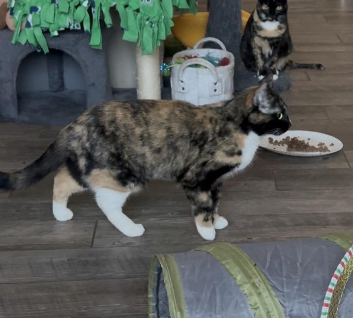 Enlarge Kelsey, an adoptable Calico in Woodville , WI image 4/6