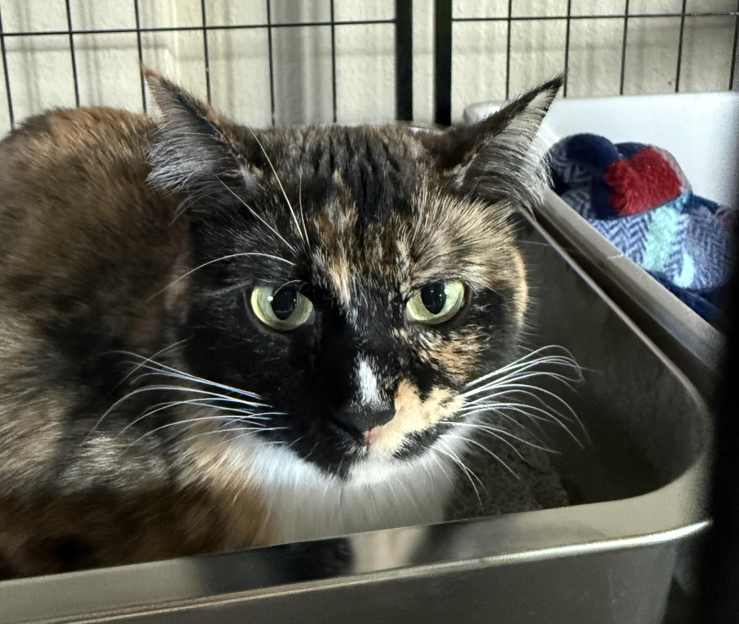 Enlarge Kelsey, an adoptable Calico in Woodville , WI image 6/6