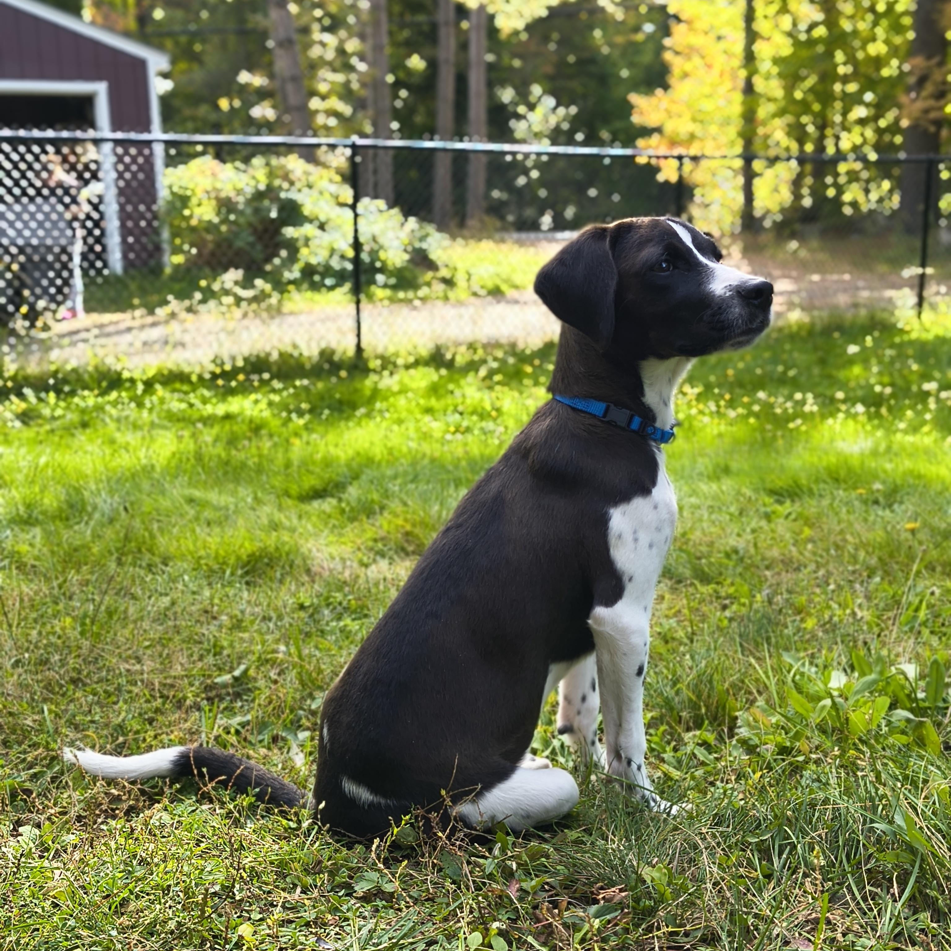 Enlarge Dahlia, a Adoptable mixed breed in Goshen, NH image 4/6