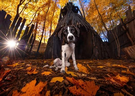 Enlarge Dahlia, a Adoptable mixed breed in Goshen, NH image 1/6