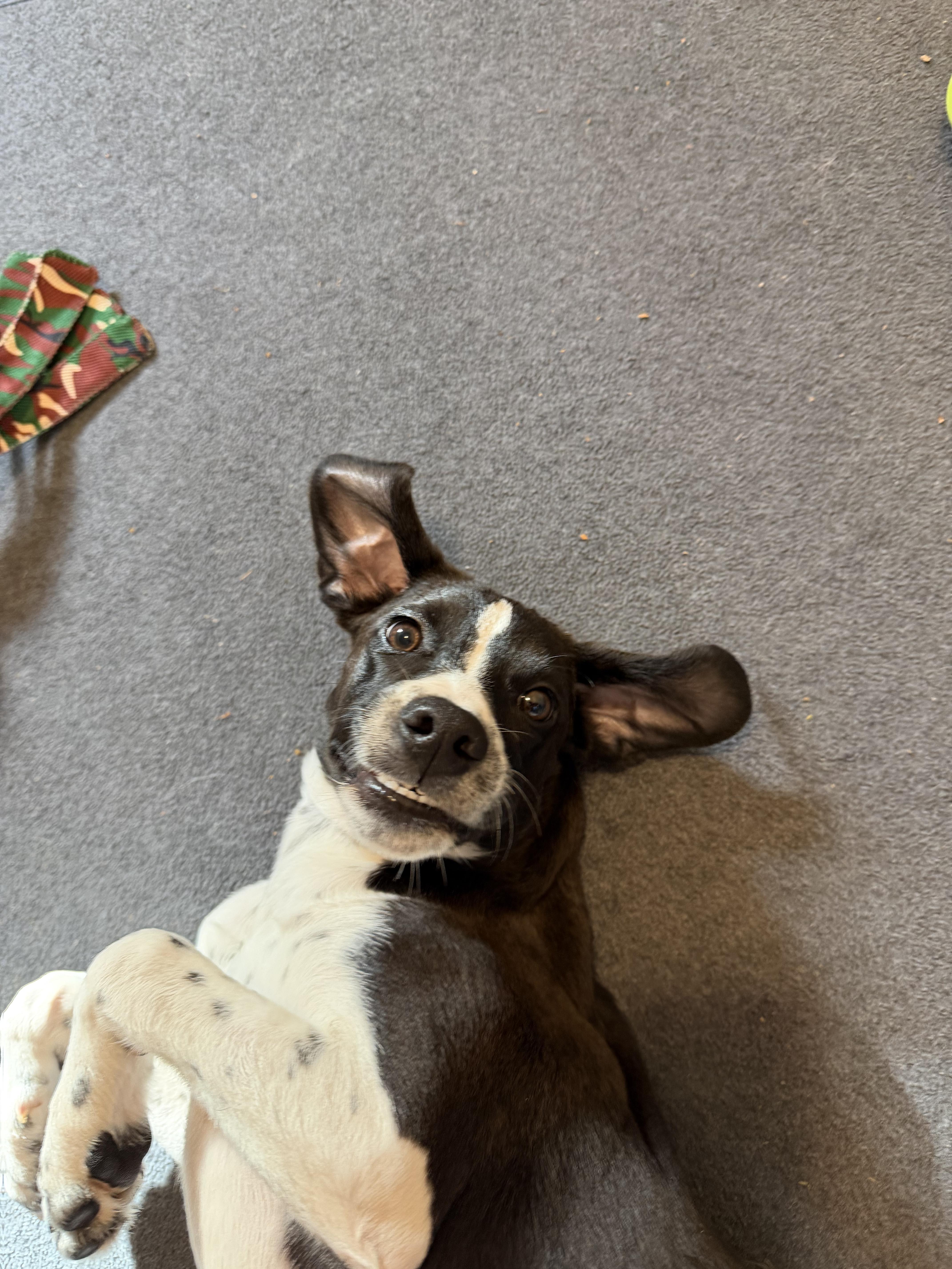 Enlarge Dahlia, a Adoptable mixed breed in Goshen, NH image 2/6