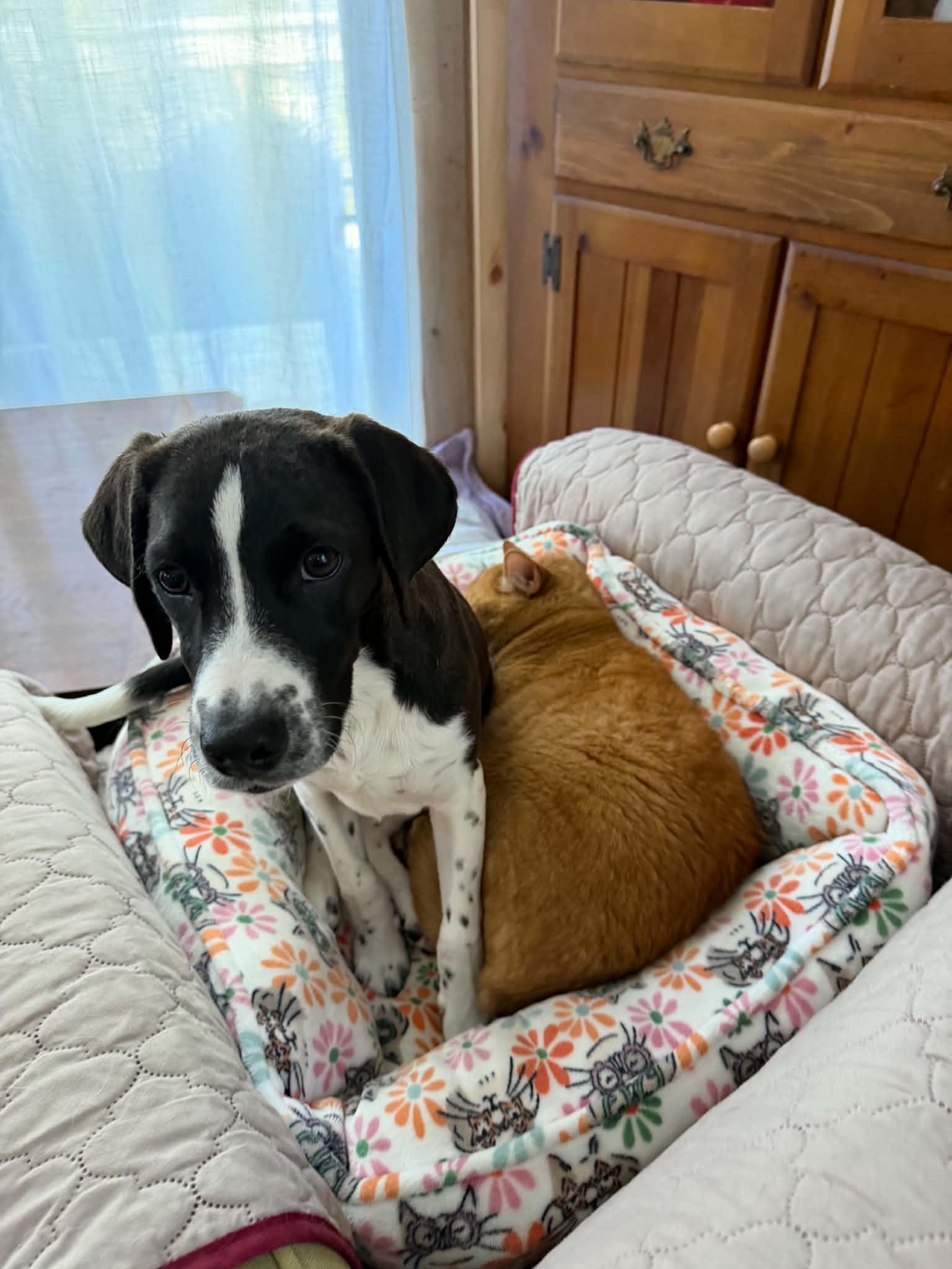 Enlarge Dahlia, a Adoptable mixed breed in Goshen, NH image 3/6