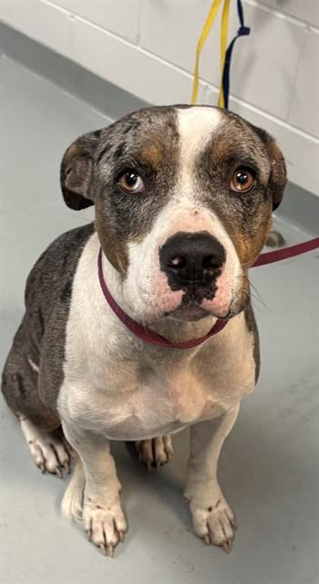 BORIS, Adoptable, Adult Male Catahoula Leopard Dog & Mixed Breed.