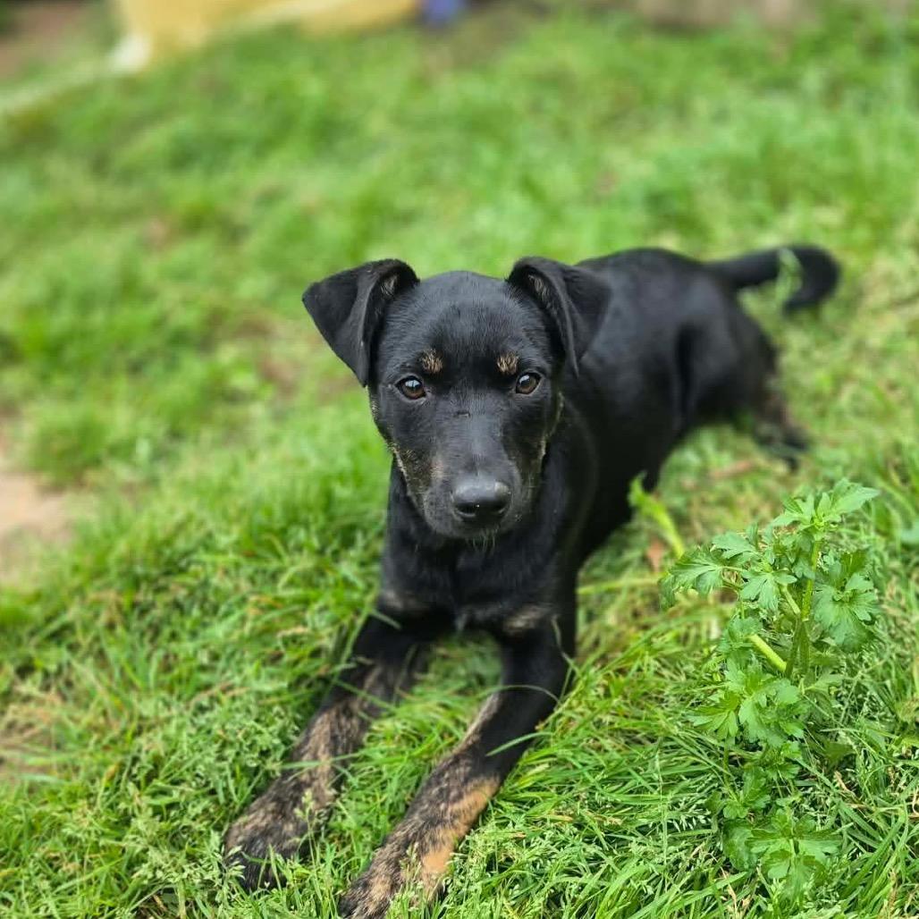 Enlarge Cheddar, a Adoptable mixed breed in Dover, AR image 1/4