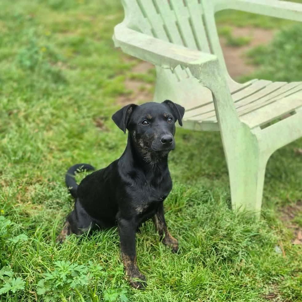Enlarge Cheddar, a Adoptable mixed breed in Dover, AR image 3/4