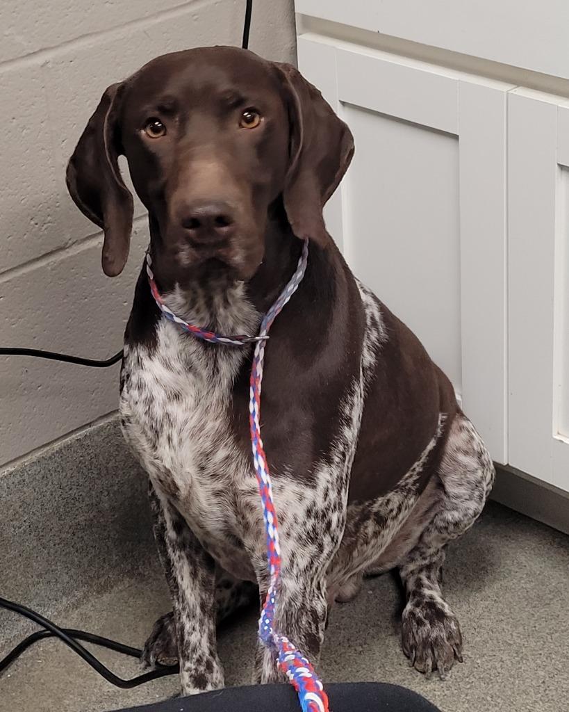 Spinner, Adoptable, Adult Male German Shorthaired Pointer.