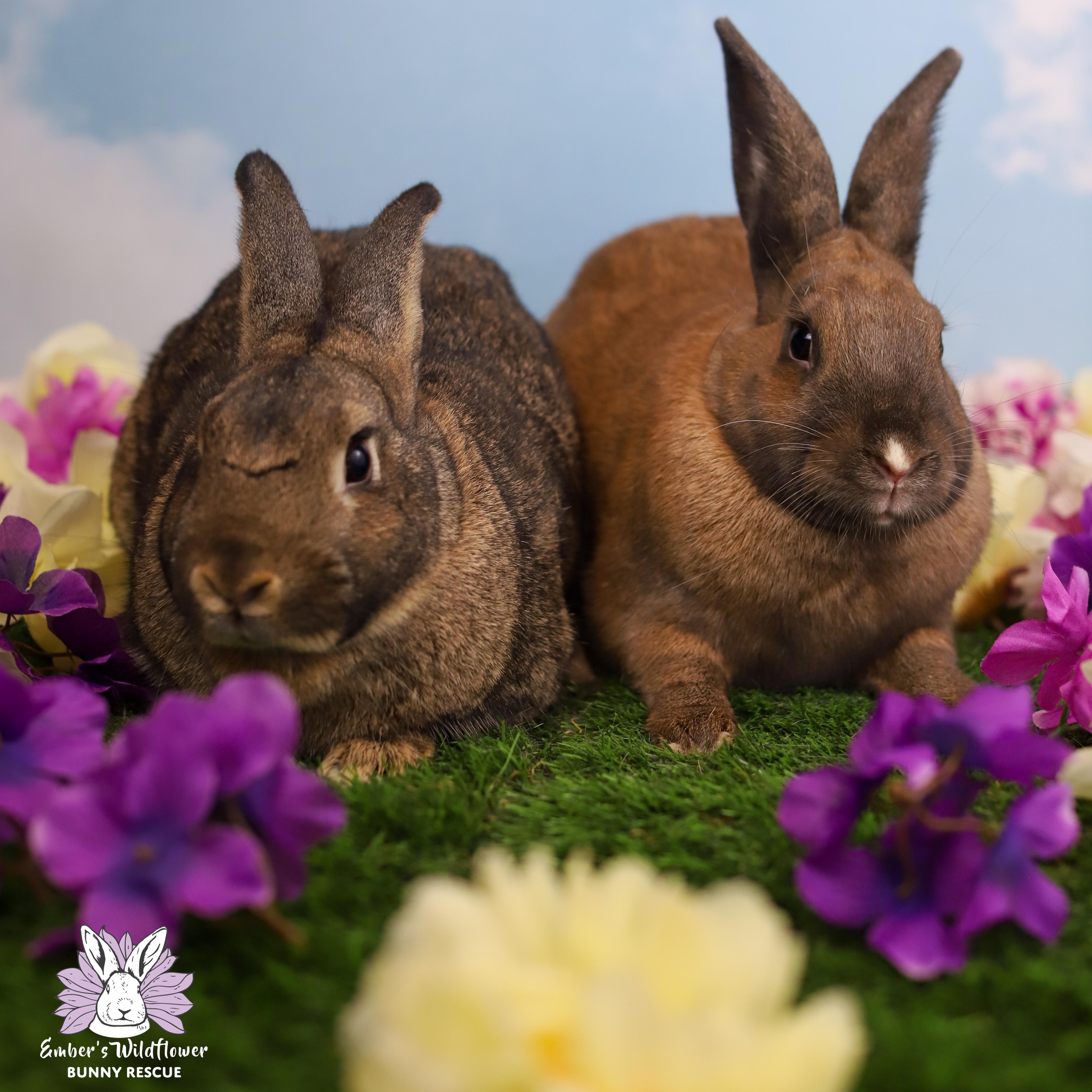 Enlarge Feta & Havarti, a Adoptable Champagne D'Argent in Redmond, OR image 1/2