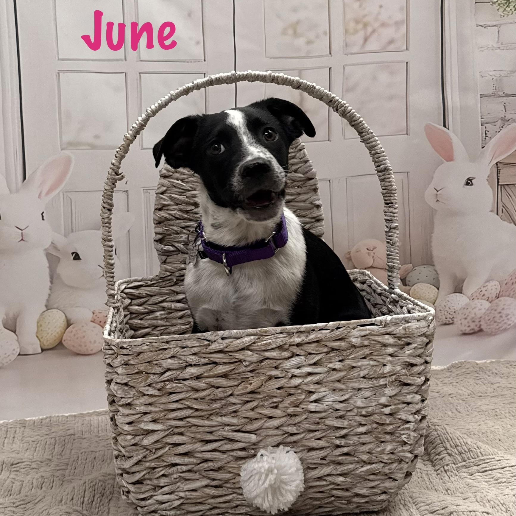 Enlarge June, an adopted Mixed Breed in Albany, NY image 6/6