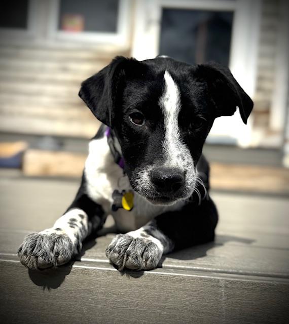 Enlarge June, an adopted Mixed Breed in Albany, NY image 4/6