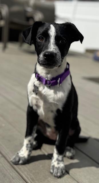 Enlarge June, an adopted Mixed Breed in Albany, NY image 2/6