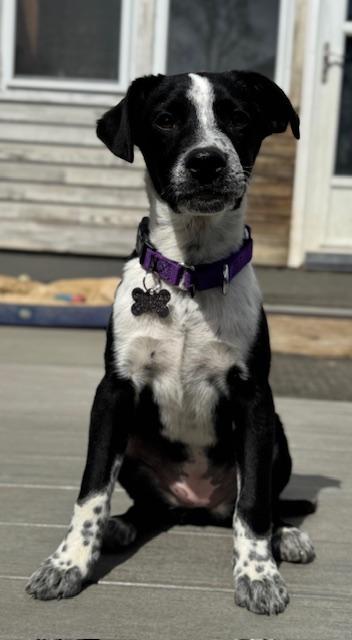 Enlarge June, an adopted Mixed Breed in Albany, NY image 5/6