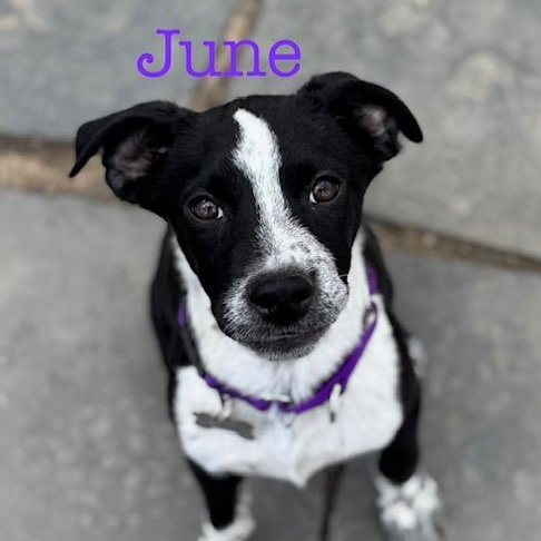 Enlarge June, an adopted Mixed Breed in Albany, NY image 1/6