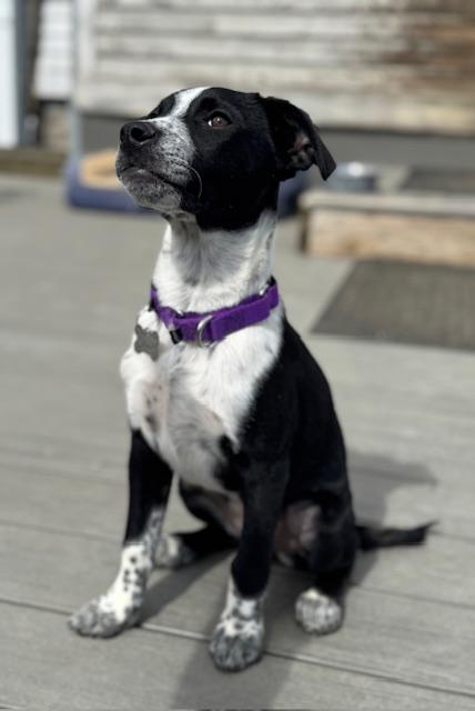 Enlarge June, an adopted Mixed Breed in Albany, NY image 3/6