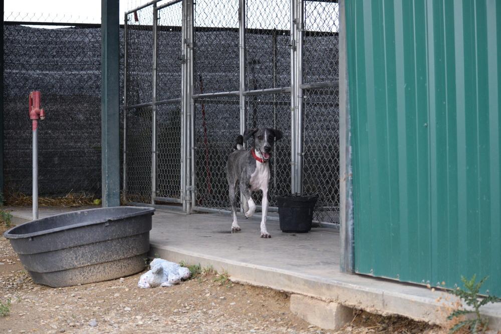 Sparky, Adoptable, Adult Female Labradoodle.