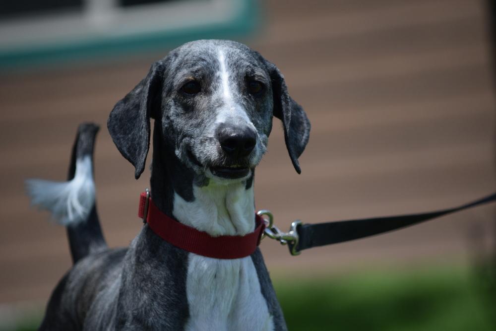 Enlarge Sparky, a Adoptable mixed breed in Salmon, ID image 2/6