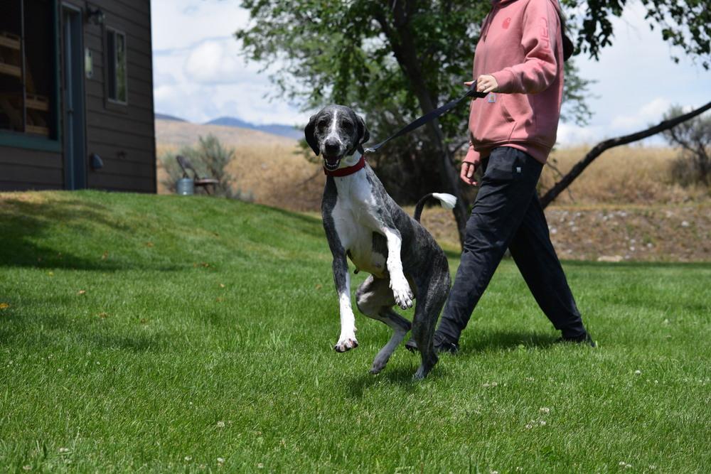 Enlarge Sparky, a Adoptable mixed breed in Salmon, ID image 3/6