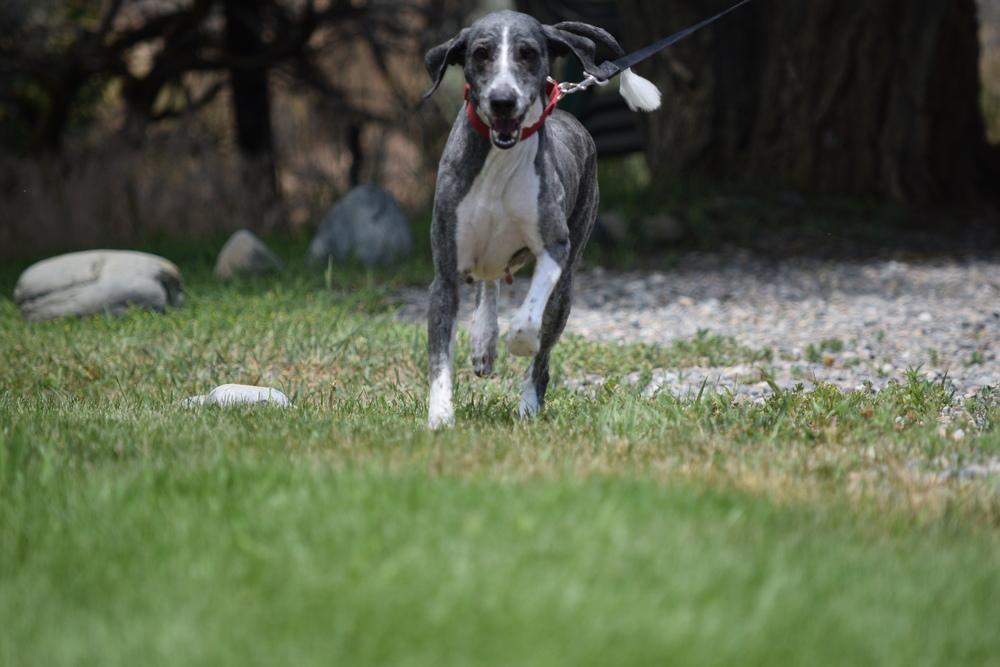 Enlarge Sparky, a Adoptable mixed breed in Salmon, ID image 4/6