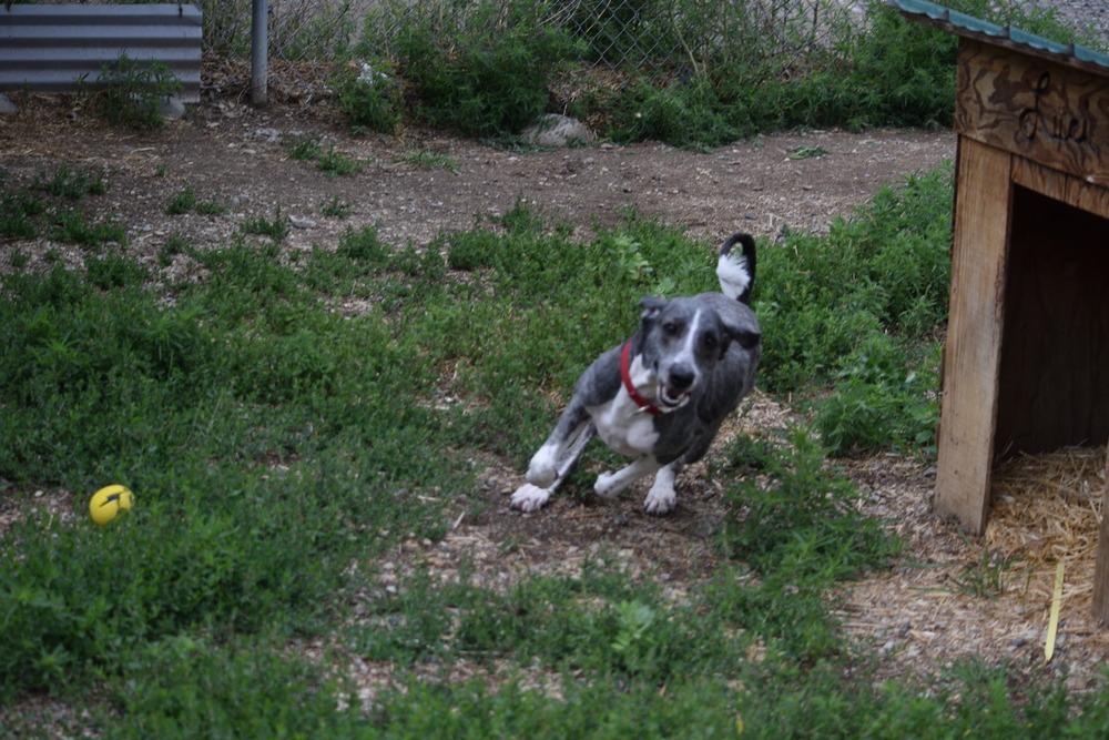 Enlarge Sparky, a Adoptable mixed breed in Salmon, ID image 5/6