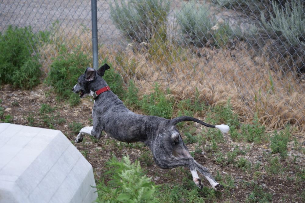 Enlarge Sparky, a Adoptable mixed breed in Salmon, ID image 6/6