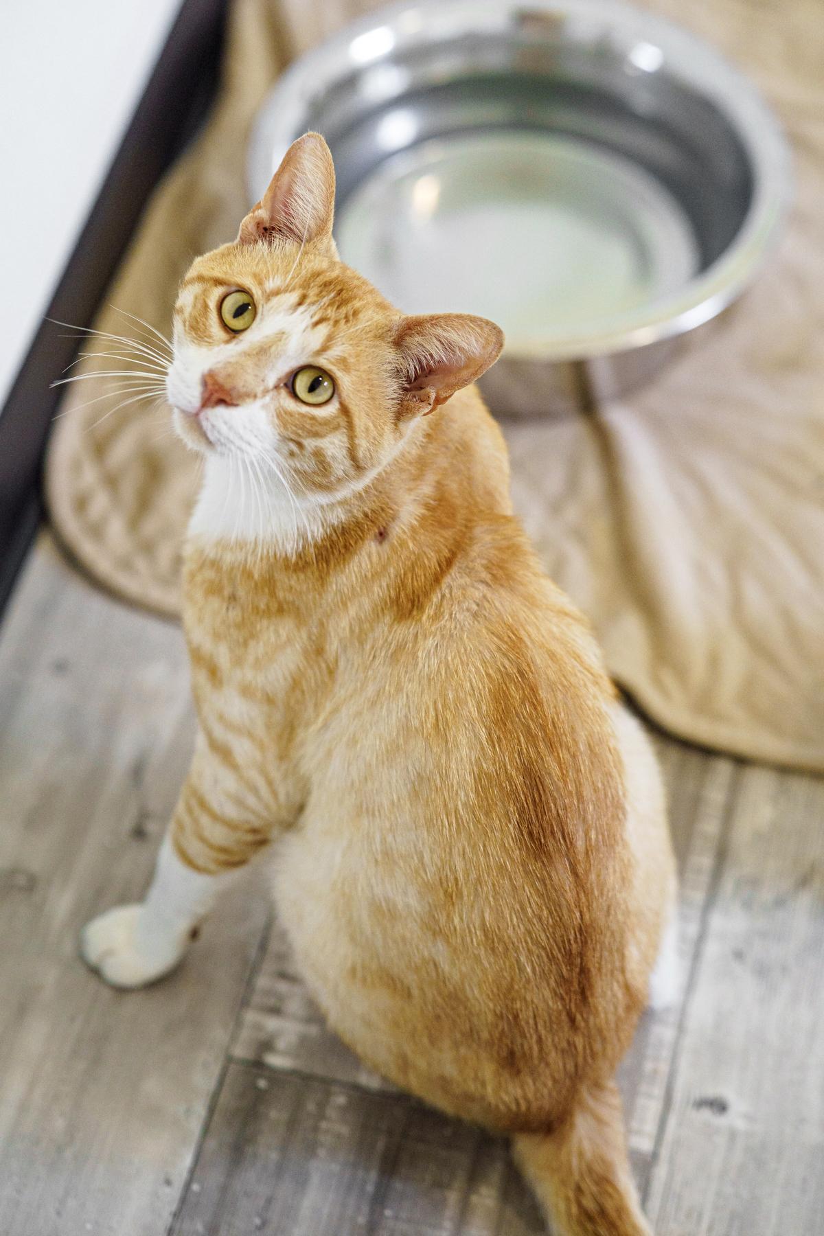 Tom, a ADOPTABLE mixed breed in LAMPASAS, TX image 2/6