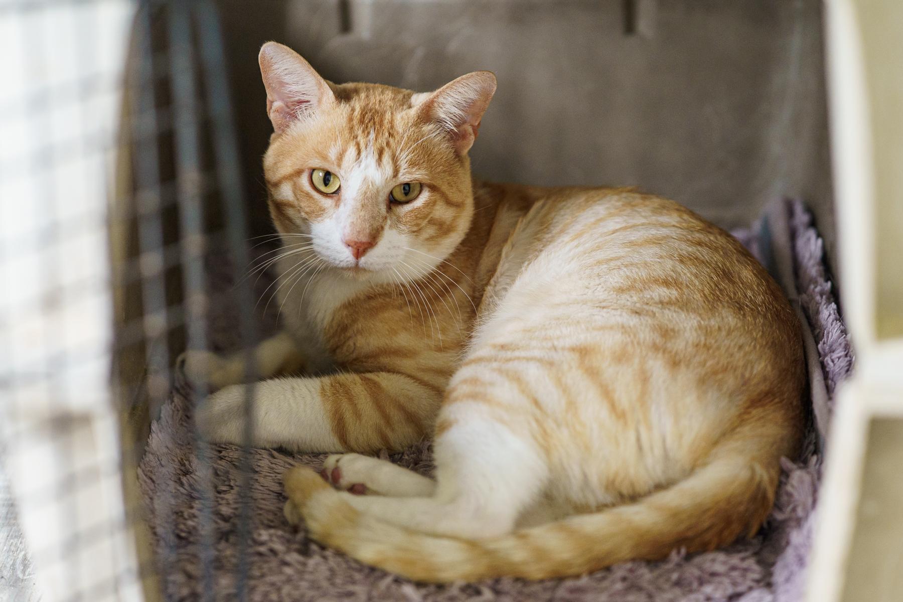 Tom, ADOPTABLE, Adult Male Tabby & American Shorthair.