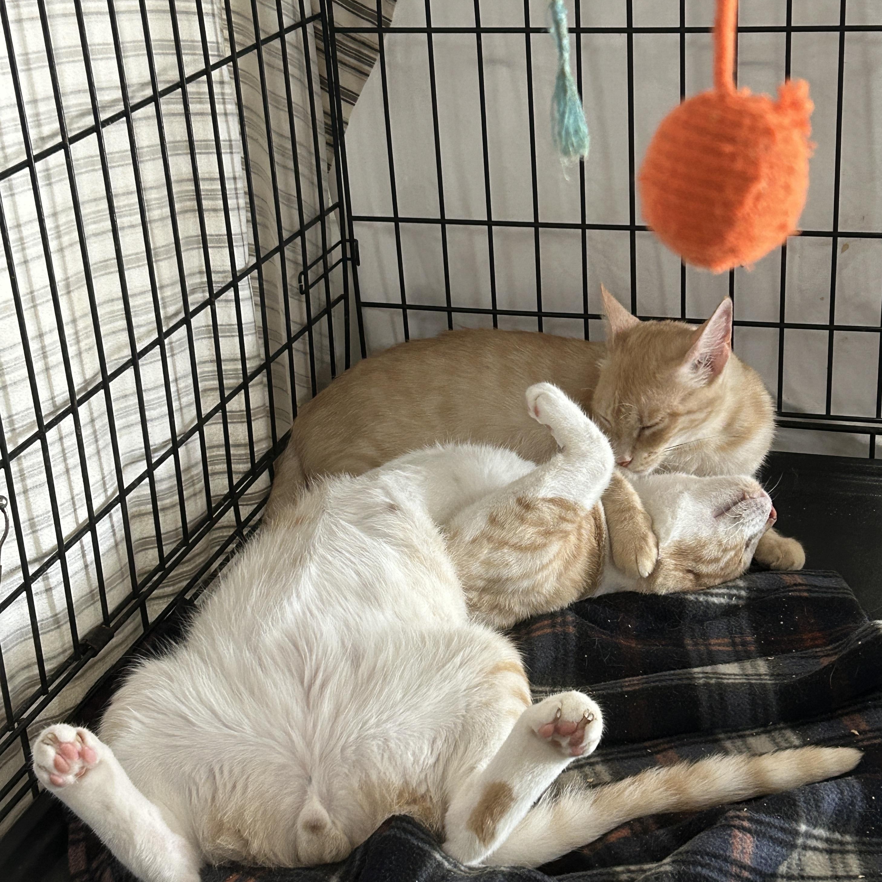 Tom, ADOPTABLE, Adult Male Tabby & American Shorthair.