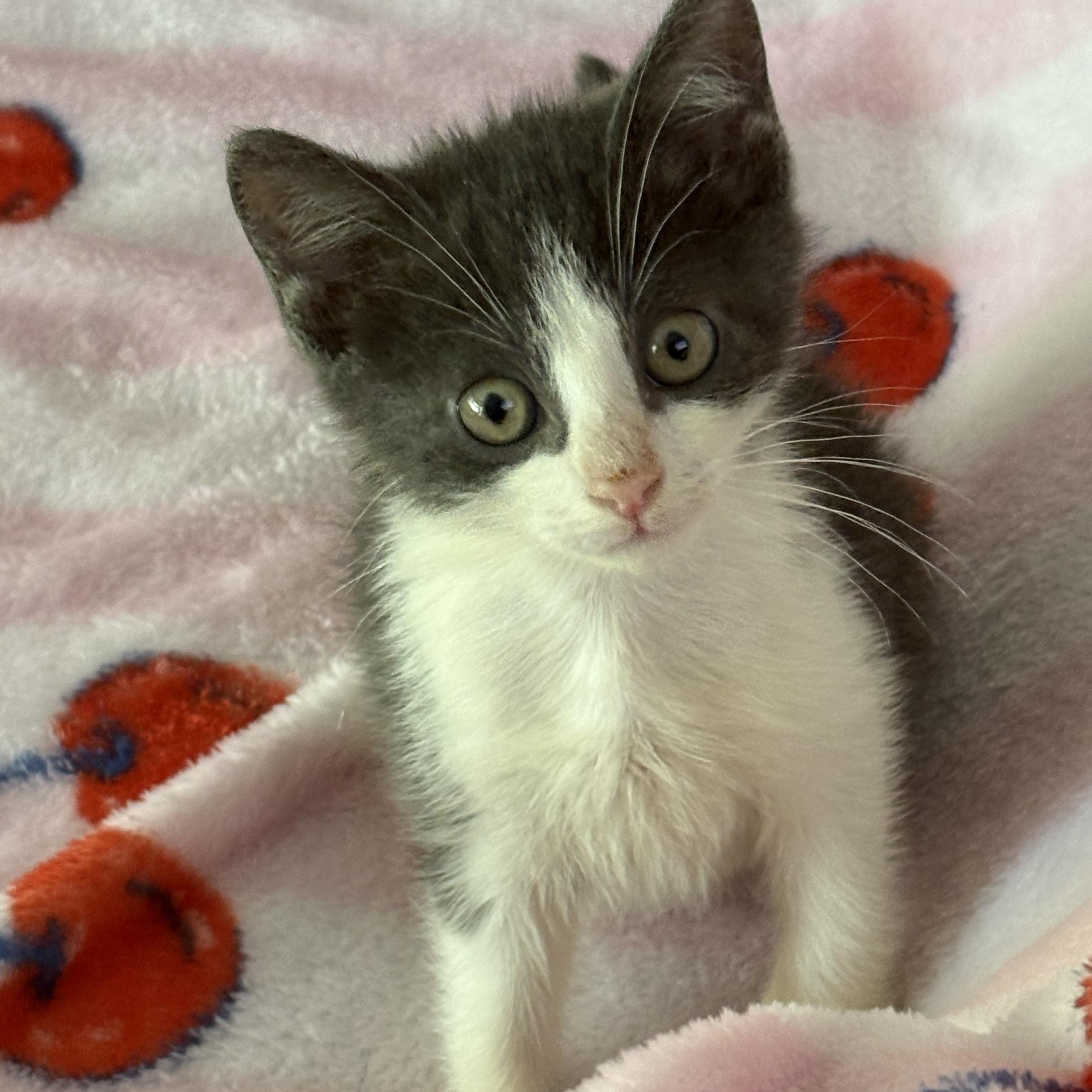 Senna, adopted, Kitten Female Domestic Short Hair.