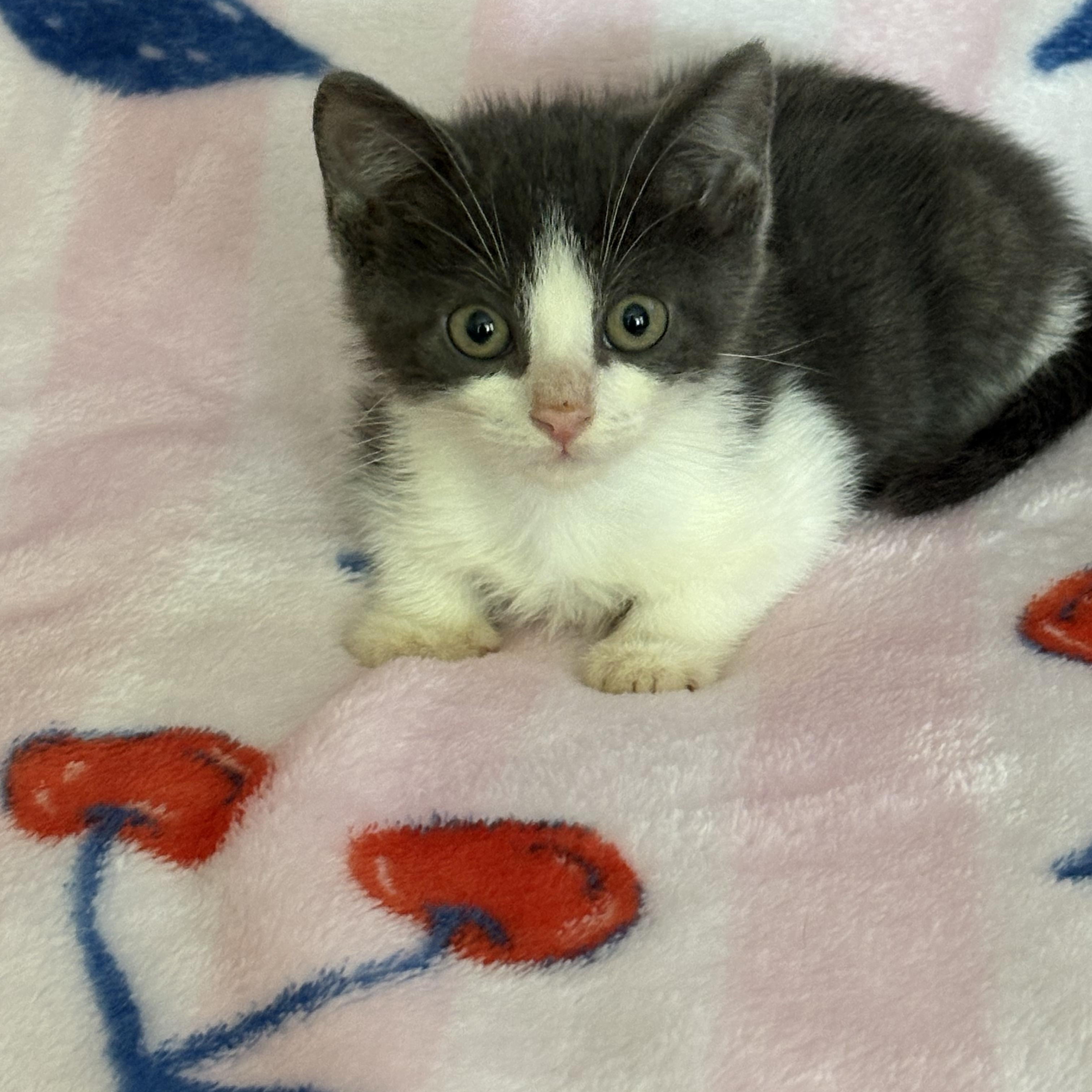 Senna, an adopted Domestic Short Hair in Moriches, NY image 4/4
