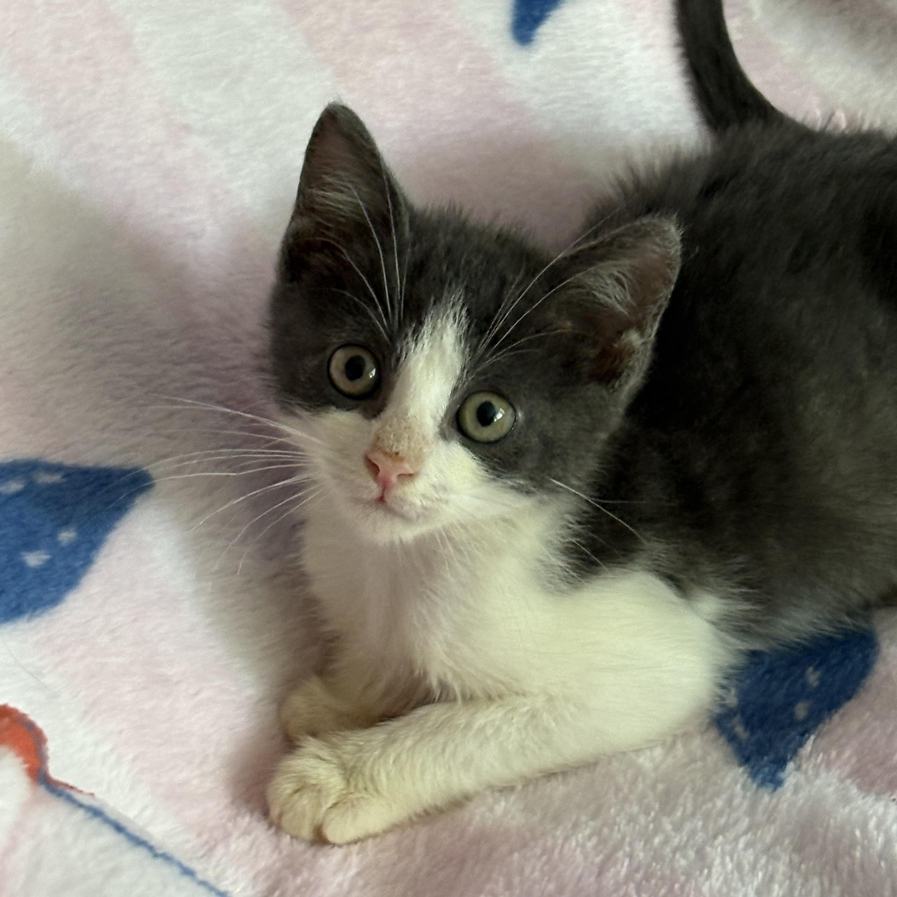 Senna, an adopted Domestic Short Hair in Moriches, NY image 3/4
