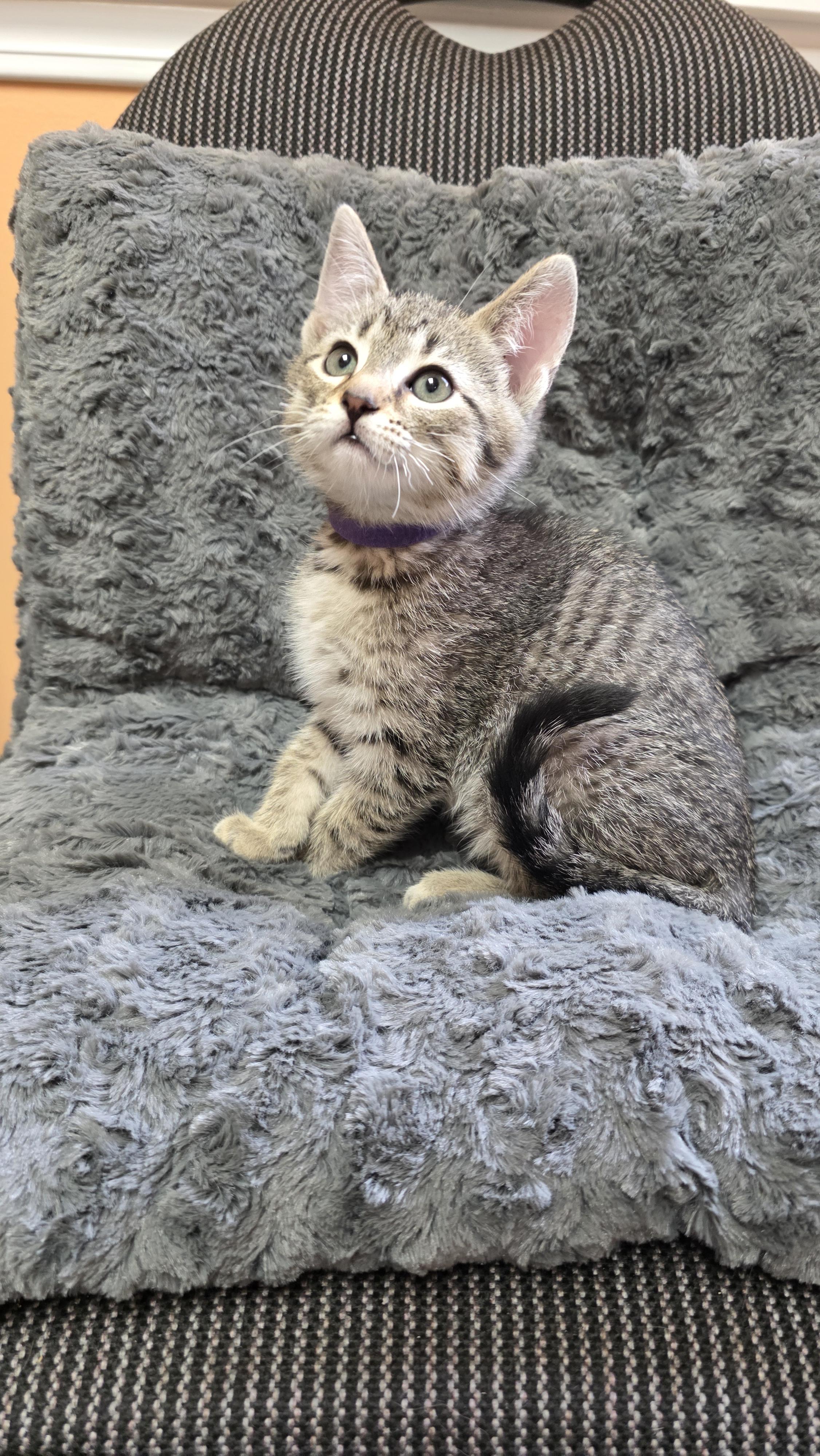 Caitie, Adoptable, Kitten Female Domestic Short Hair.