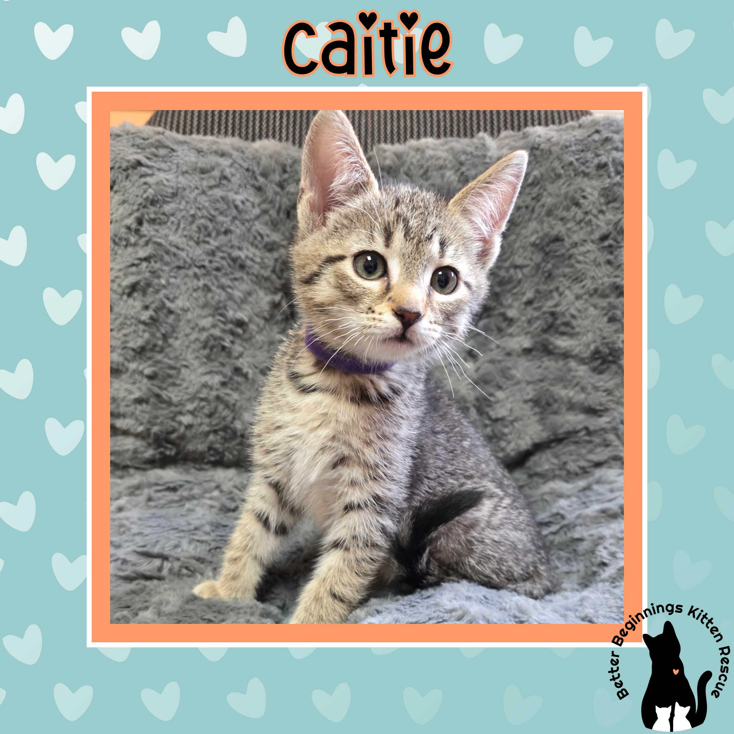 Caitie, a Adoptable mixed breed in Kamloops, BC image 2/6
