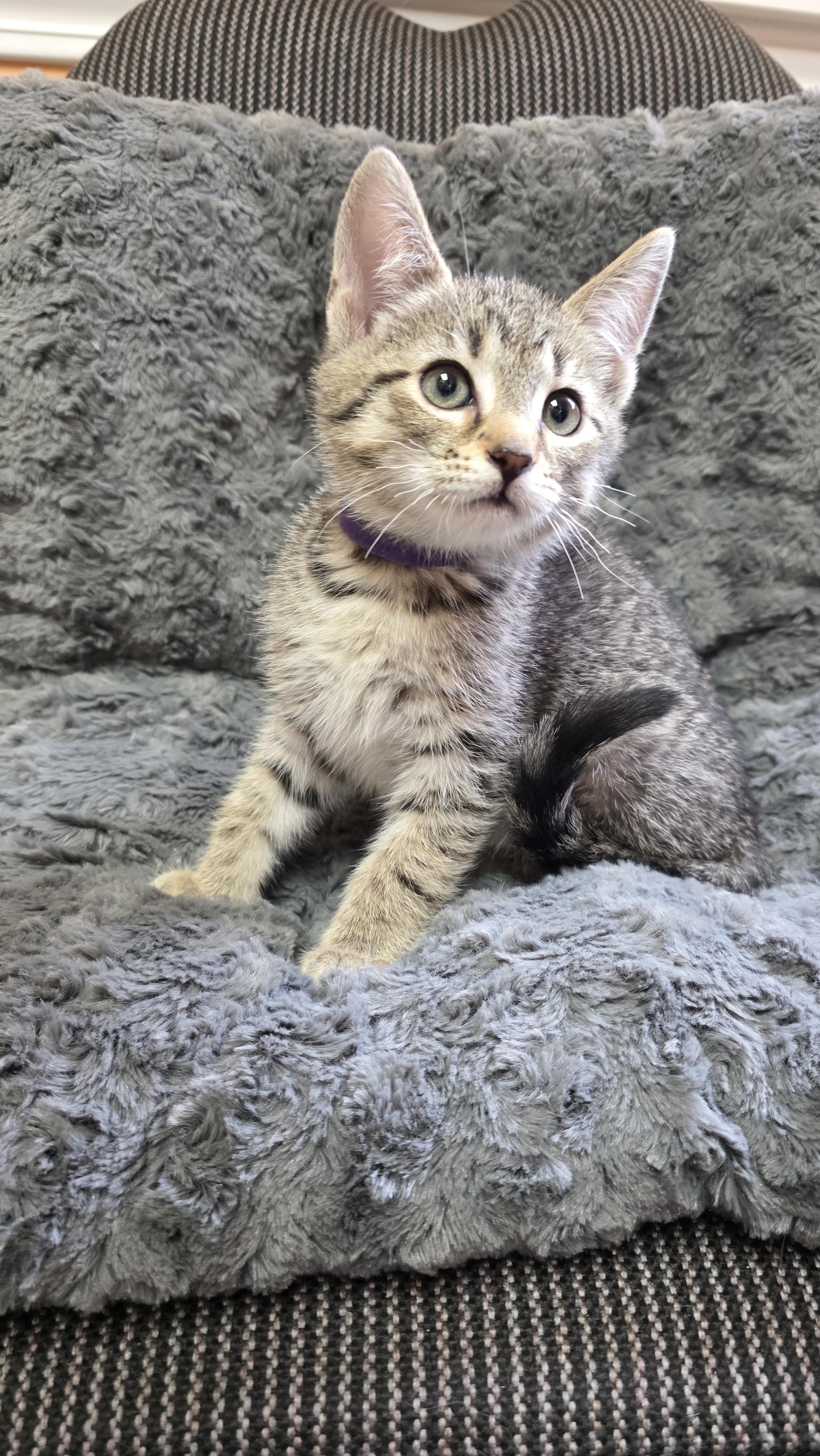 Caitie, a Adoptable mixed breed in Kamloops, BC image 3/6