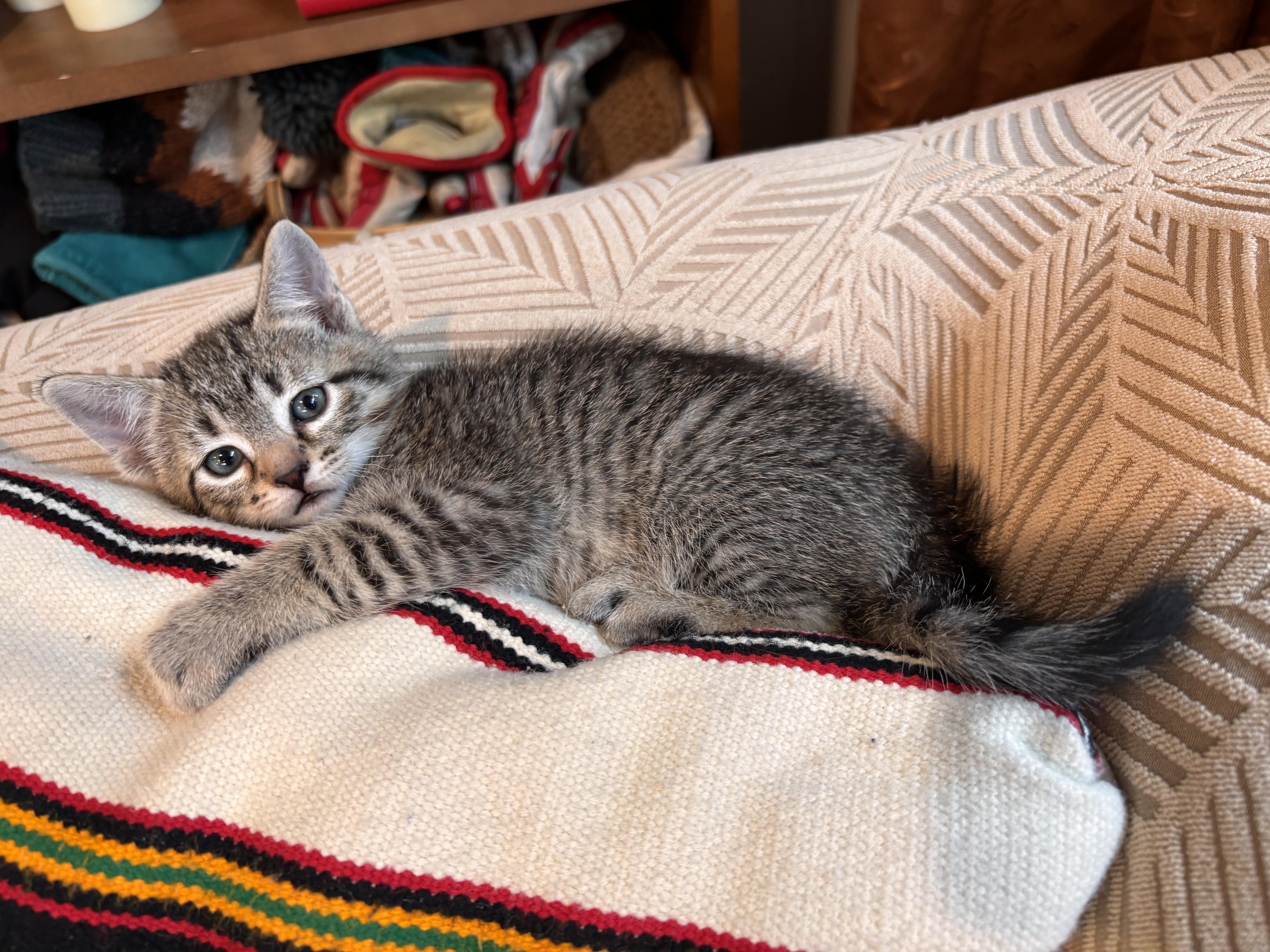 Caitie, a Adoptable mixed breed in Kamloops, BC image 4/6
