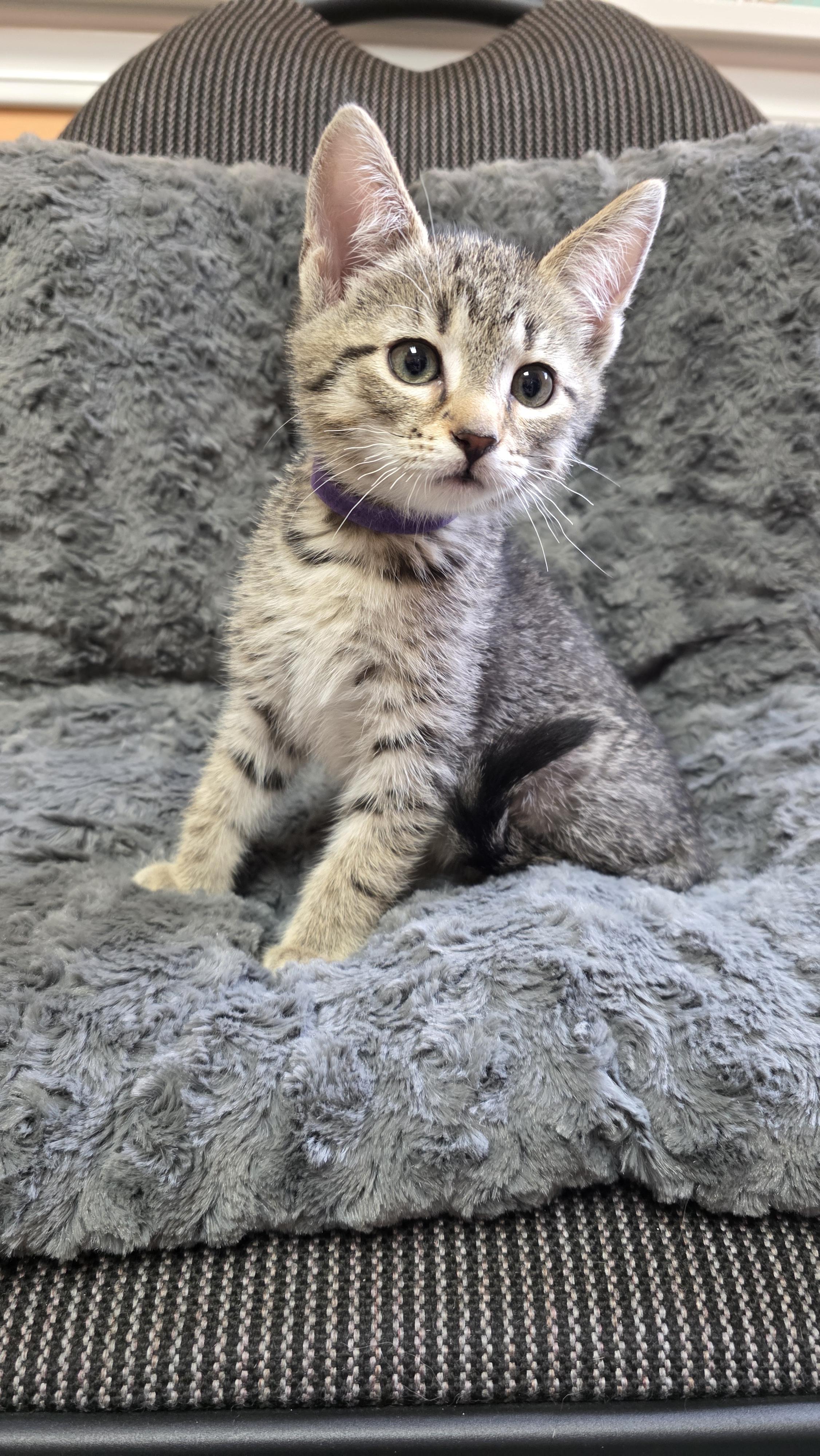 Caitie, a Adoptable mixed breed in Kamloops, BC image 5/6