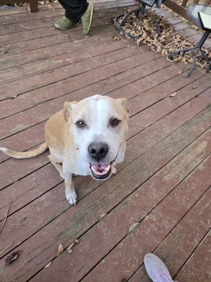 Enlarge Milo, a Adoptable mixed breed in O Fallon, IL image 2/4