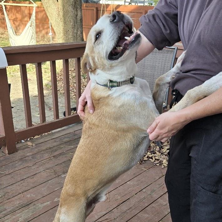 Milo, Adoptable, Adult Male Yellow Labrador Retriever.